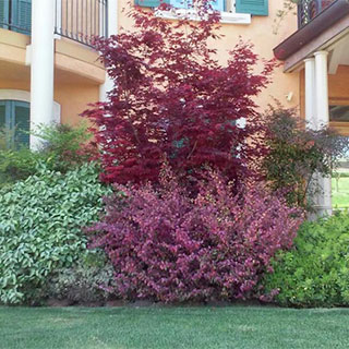 Realizzazione giardini